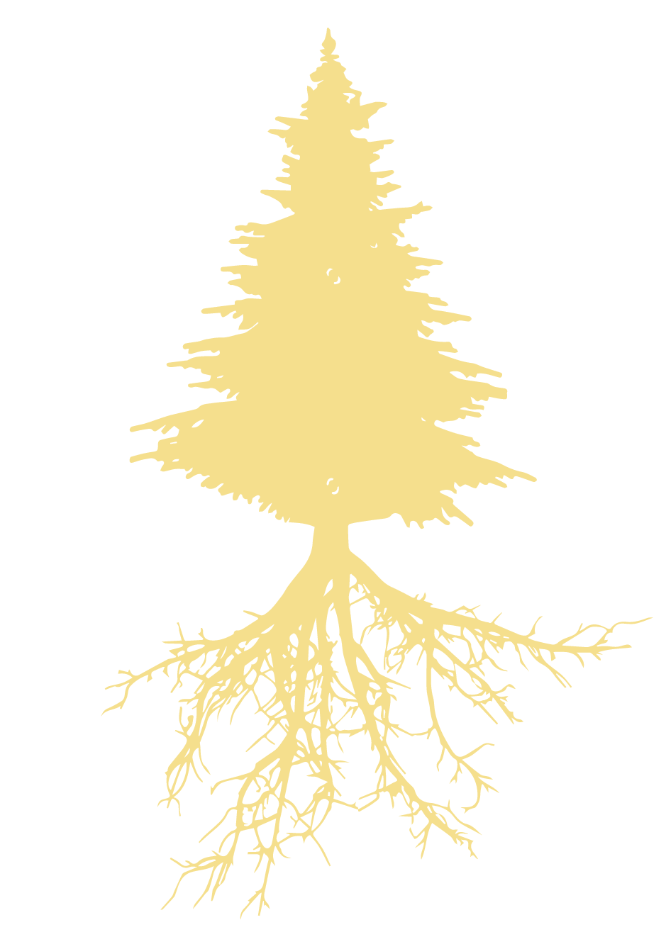 sapin_racine2 sapin_racine2